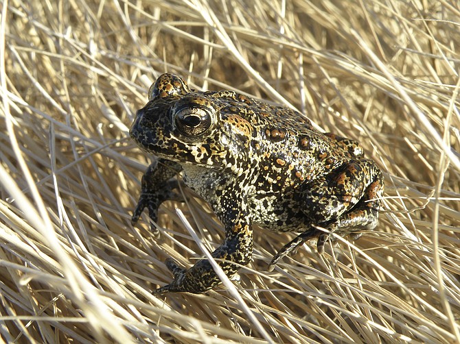 A Dixie Valley toad sits atop grass in Dixie Valley on April 6, 2009. (Matt Maples/Nevada Department of Wildlife via AP)