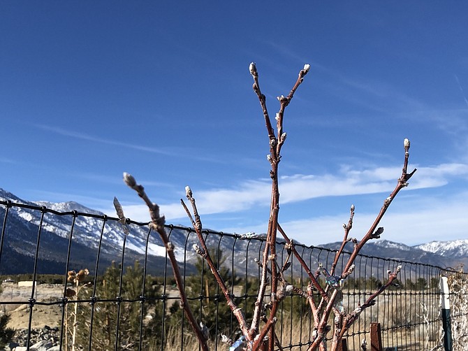 A mild January has Carson Valley resident Jeff Garvin's fruit trees fooled into budding.