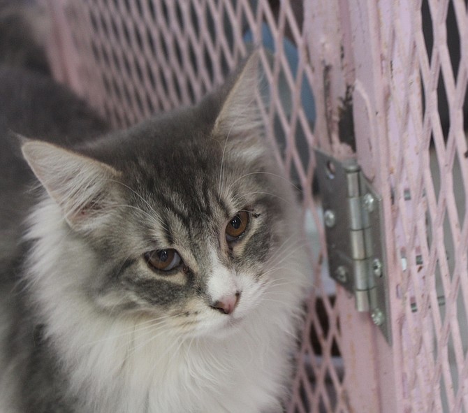 Molly is a one-year-old grey and white domestic longhair cat. She is friendly, elegant, and loves to be pet. Molly is looking for a loving home with a sunny windowsill or simply a person with a sunny personality to love her. Come out and meet Molly.