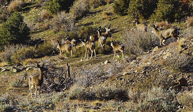 Deer gather in Topaz Ranch Estates.