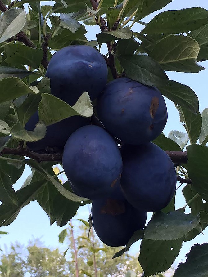 Extension’s Feb. 1 Gardening in Nevada class will focus on selecting and growing fruit trees, such as Fellenberg plum trees, in northern Nevada.