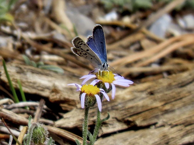 This photo provided by the Center for Biological Diversity and taken June 22, 2021, at the Lee Canyon ski area in southern Nevada, shows the endangered Mount Charleston blue butterfly. The conservation group and owners of the Lee Canyon resort said Tuesday, Jan. 25, 2022, they settled a federal court dispute that had blocked plans to build a mountain biking park on steep terrain that is home to the endangered species. (Patrick Donnelly/Center for Biological Diversity via AP)