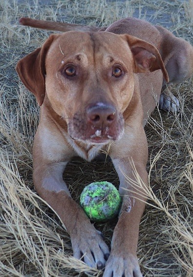 Courtesy
Seemore is a six-year-old hound mix. He is a very active and loving boy. Seemore is an avid fetch player, but his game is you fetch the ball. He loves being the center of attention and en-joys being with people. Come out and play fetch with him. He needs a pal.