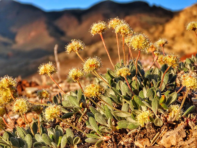 Tiehm's buckwheat shown in the Silver Peak Range on June 1, 2019. (Patrick Donnelly/Center for Biological Diversity via AP)