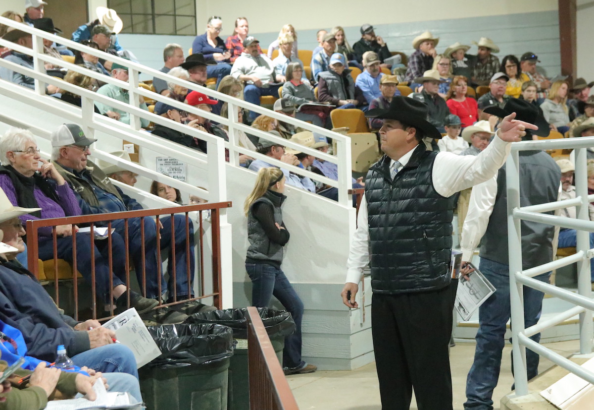 Annual all breeds bull sale stampedes into Fallon Serving Carson City
