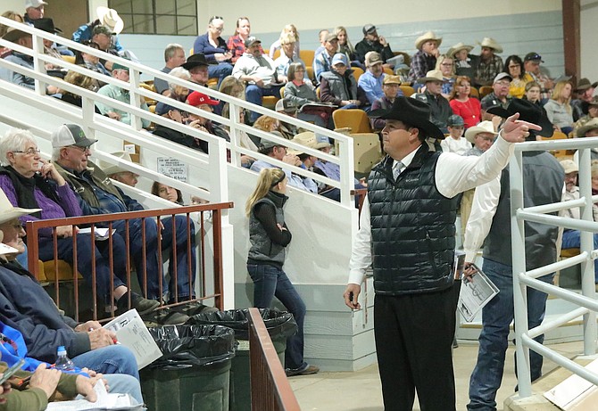 Buyers bid on bulls during a previous Nevada Cattlemen’s Association Fallon All Breeds Bull Sale.