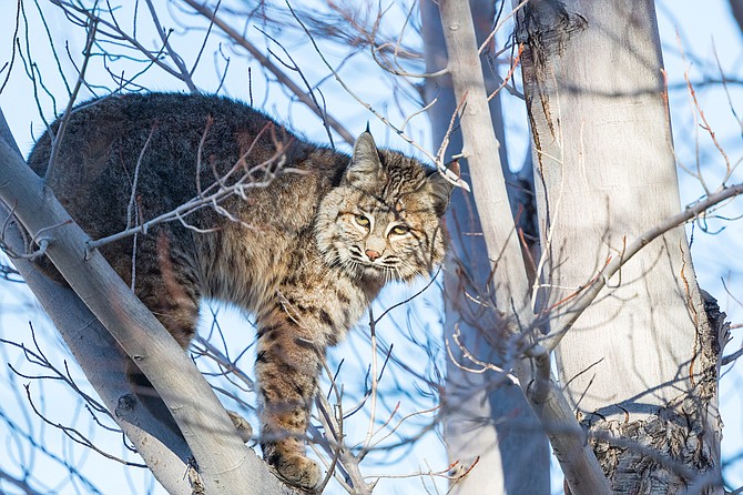 A bobcat visited Stephen Graboff's place on Sunday.