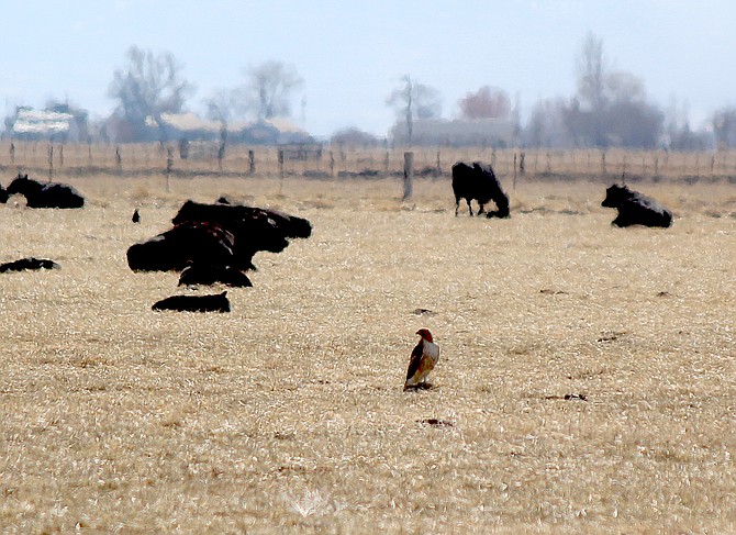 It's pretty common to see a raptor sitting in a field around the cows this time of year.