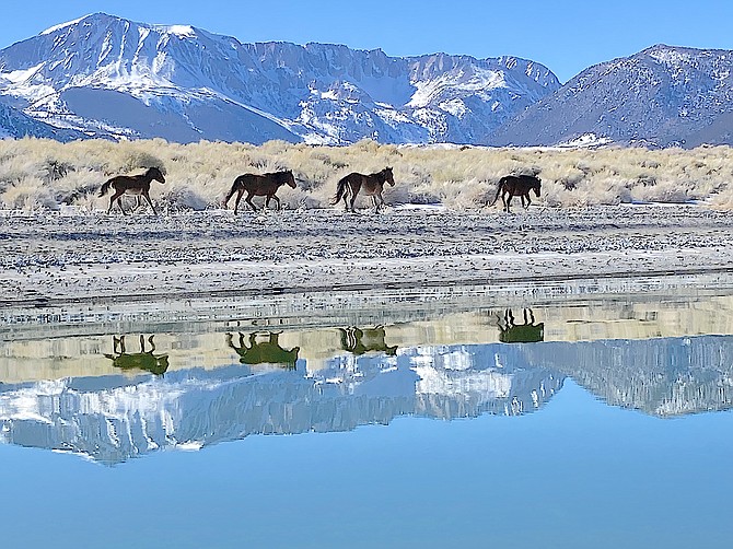 Wild horses run along Mono Lake, which reflects the Sierra.