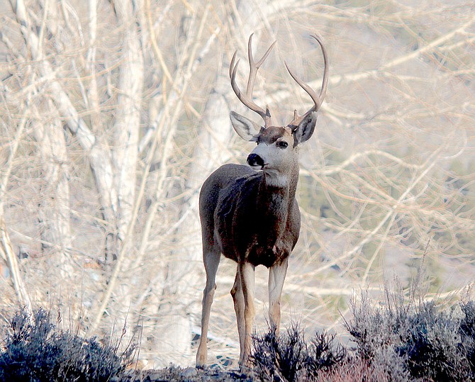A buck seizes the high ground north of Genoa last week.
