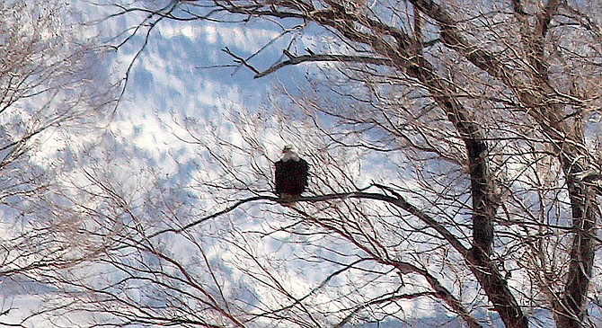 A bald eagle perched in a tree south of Mottsville on Thursday.