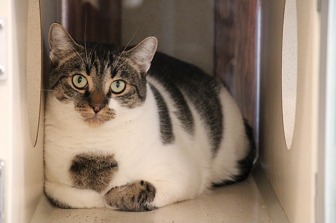 Frank is a shy domestic shorthair with wide, curious eyes. He likes to hang out and observe, but he’s doesn’t appreciate a lot of physical contact – PDA is gross. (Photo: Faith Evans/Nevada Appeal)