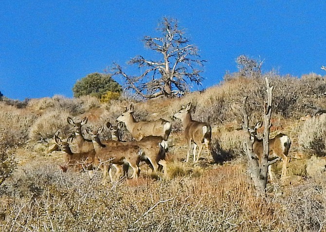 Deer gather on a hillside above Topaz Ranch Estates.