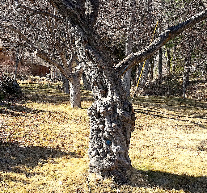 A gnarled old plum tree in Genoa.