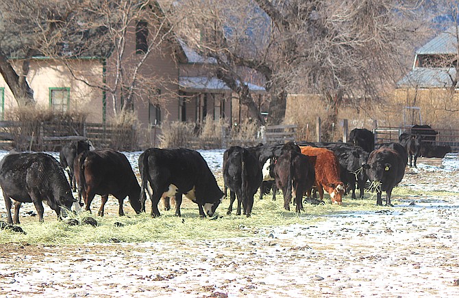 Cows had breakfast delivered this morning in Gardnerville.