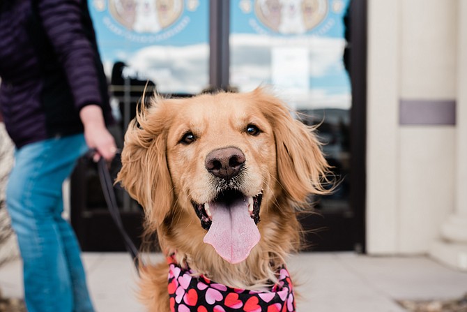 Izzy, three-year-old golden retriever, owned by Tammy Grace, met Three Happy Hounds owner Elaina Stanley to receive her gift package last week.