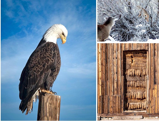 Photo Club winners for February were Steven Davis with first place for his eagle, Robin Grueninger in second place and N.J. Thompson with third place.