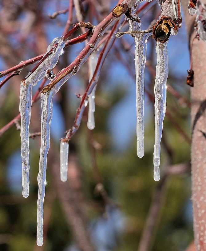 Gardnerville resident Ken Struven took this photo of an icicle forming on Wednesday afternoon.