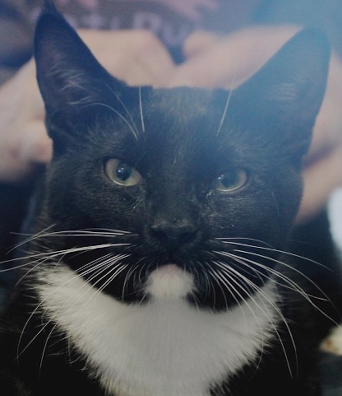Louie is a handsome seven-month-old domestic short hair tuxedo. He is dressed for the Ritz and ready to go. Louie is curious, lively, and adorable. He is looking for a soul mate who will enjoy hanging out and playing with him. Come out and get acquainted as he is waiting to go home.