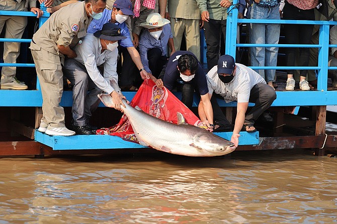 This largest fish was one of 1,500 mostly juvenile fish raised at the Freshwater Aquaculture Research and Development Center and released into a fish sanctuary in the Tonle Sap Lake to restore populations of the Mekong’s endangered largest freshwater fishes. (Photo: UNR)