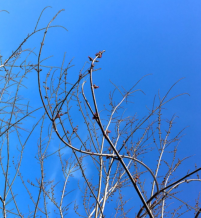 Maples in Genoa are beginning to bud out.