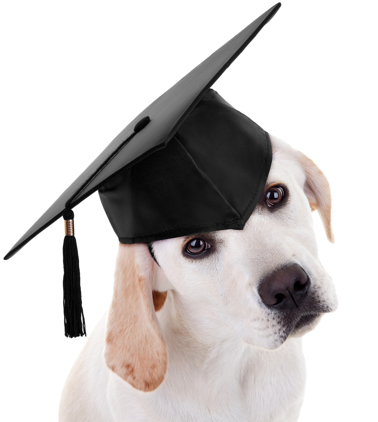 Dog Graduation Cap and Gown, Cat Graduation Cap and Gown, Pet Graduation Cap  and Gown, Same Price Any Size. Your Choice of Color. - Etsy Israel