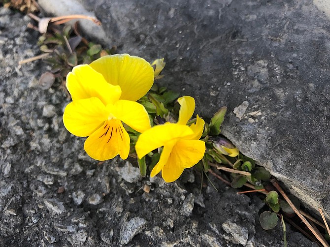 Even the sidewalks are starting to bloom in the Gardnerville Ranchos.