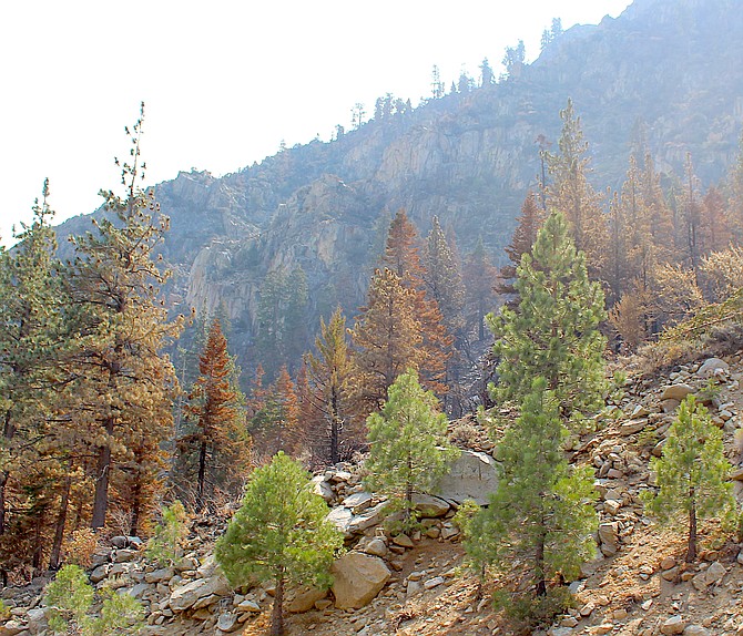 Burned areas above Highway 88 in November.