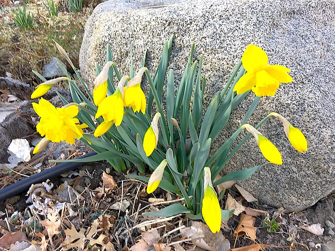 Hoping to get some snow on these daffodils over the weekend, but it will mostly be spring showers, according to the forecast.