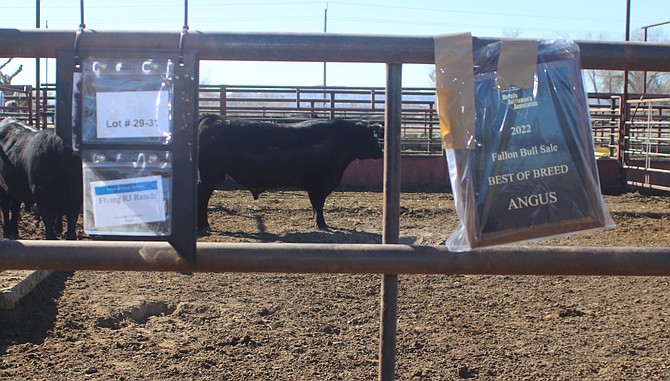 The Flying RJ Ranch in Live Oak, Calif., won the Best of Breed at the 56th annual Fallon All Breeds Bull sale.