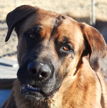 Spike is a handsome one-year-old Mastiff/Malinois mix. He is big, sweet and loves to walk. Spike lived in a home with children. He is looking for an appreciative forever home. Come take this guy for a walk; you will love him.