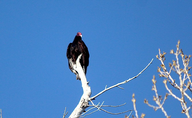 A buzzard soaks up the sun in a tree in Genoa on Thursday morning.