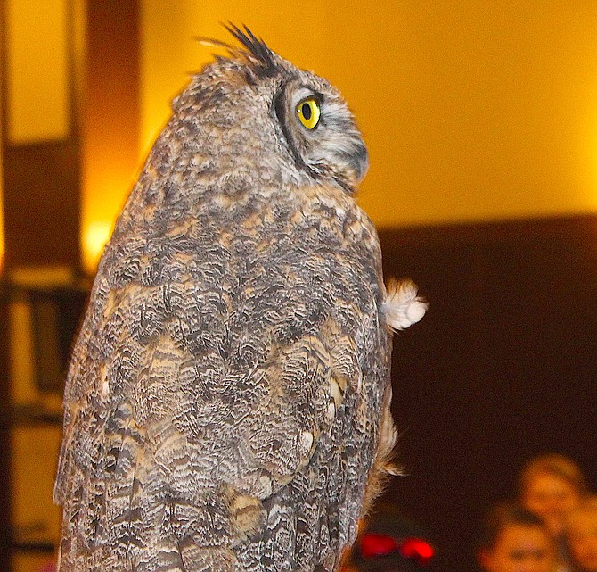 The great horned owl Archimedes at an August presentation at the CVIC Hall in Minden.