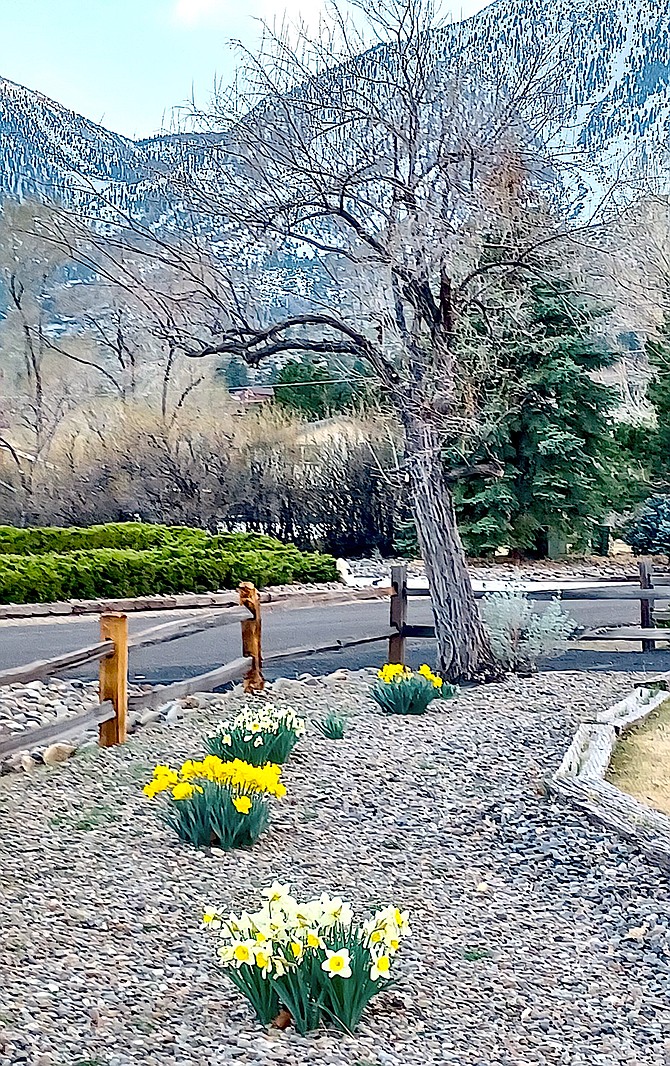 Kathy Schuman took this photo of daffodils along Beverly Way.