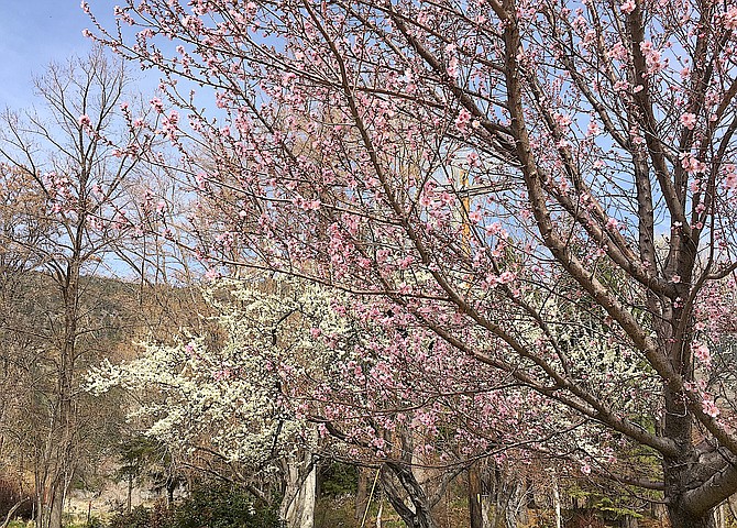 Fruit trees in Genoa provide a contrast of pink and white blossoms on Sunday morning. The fate of the Carson Valley fruit crop will be determined by whether there's a freeze over the next few weeks.