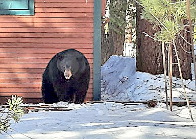 A bear walks away from its new den in a Lake Tahoe crawl space. California Department of Fish and Wildlife photo