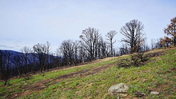 Topaz Ranch Estates resident John Flaherty says reseeding the hills above his home scorched by the Tamarack Fire is starting to show signs of life.