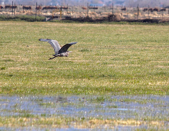 A great blue heron flies low over an irrigated field north of Genoa Lane on April 1.
