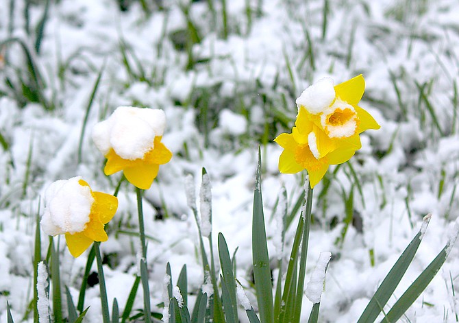 Snow clings to daffodils north of Genoa on Monday afternoon.