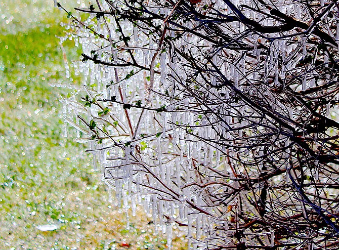 Icicles drip from branches on a bush in Minden on Tuesday morning after the sprinklers didn't get turned off in time for 19-degree temperatures.