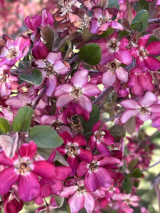 The demise of the apple crop may have been greatly exaggerated. There are a couple of days below freezing this week, but just barely. Bees work the flowers of a crabapple on Easter Sunday. Photo special to The R-C by Frank Dressel