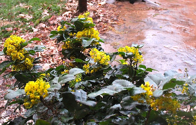 An Oregon grape north of Genoa enjoys yet another April shower on Tuesday morning. Both the rain and wind are supposed to clear by lunchtime.