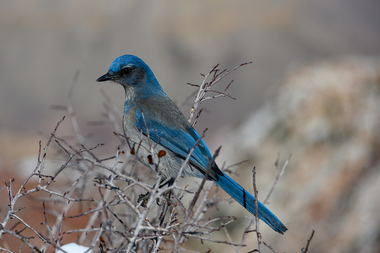 Protections sought for bird linked to Nevada piñon forests