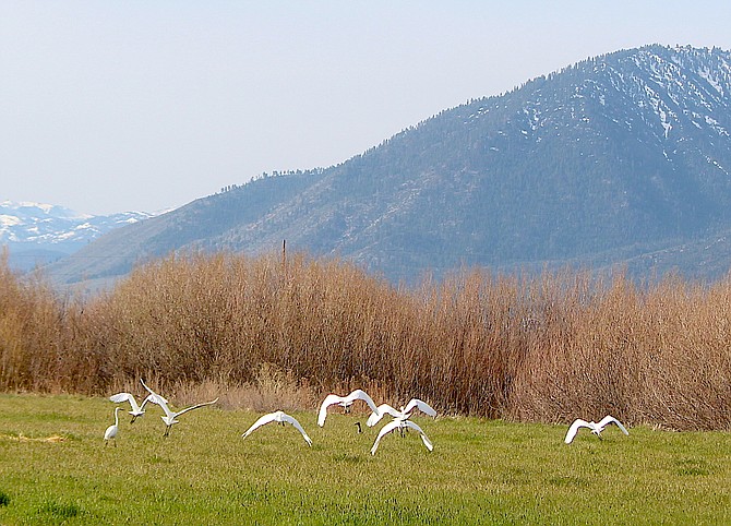 A flock of marsh birds takes flight south of Muller Lane on Monday morning.