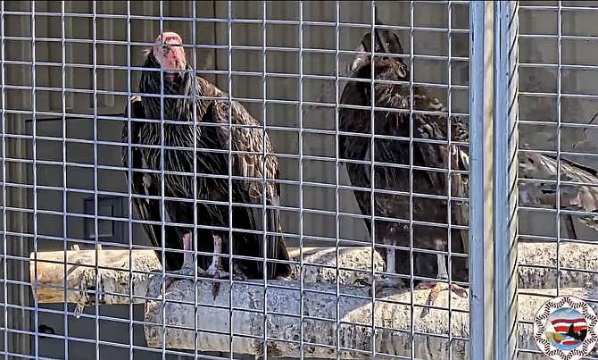 This image from a live web cam provided by Yurok Tribal Government shows two California Condors waiting for release in a designated staging enclosure, which is attached to the flight pen on May 3, 2022.