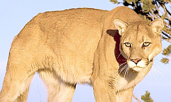 A mountain lion from the Nevada Department of Wildlife website