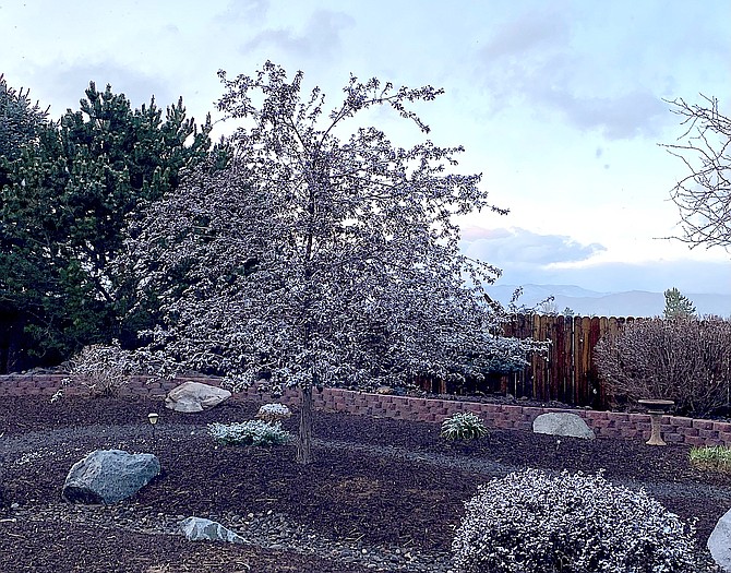 Snow joins real blossoms in Carson Valley resident Sharon Calvert's tree on Mother's Day.