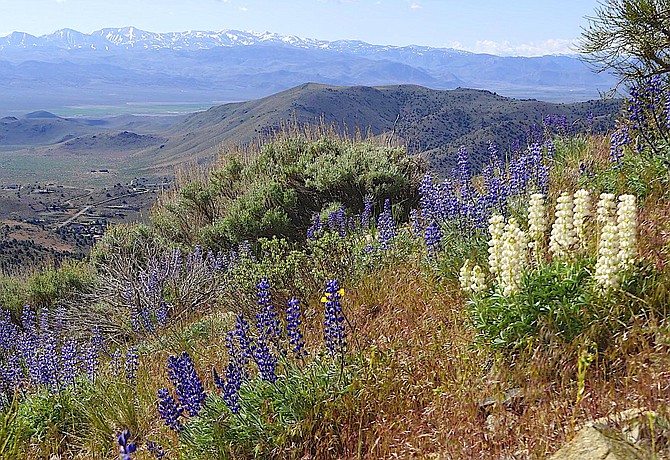 Lupin bloom on the hill above Topaz Ranch Estates on Mother's Day, taking advantage of April's showers.
