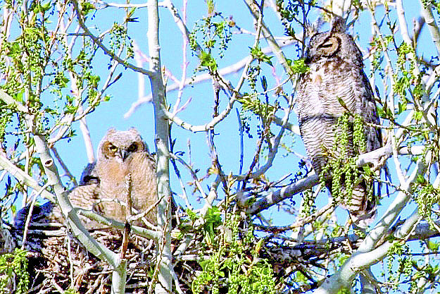 Karen Martell captured a photo of this owl family in Fish Springs on Mother's Day.