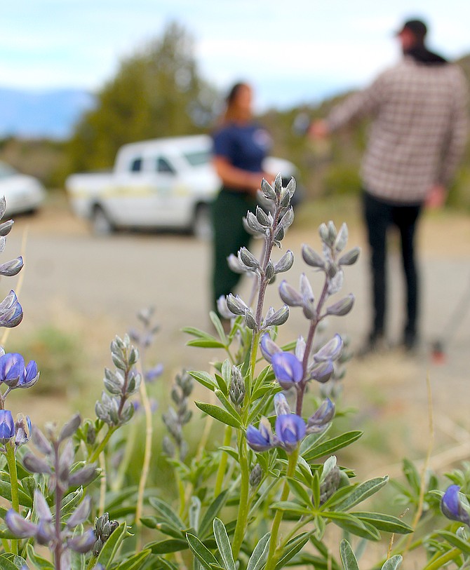 Flowers bloom next to Pine Nut Road No. 2 in the Pine Nut foothills on Thursday morning as a BLM fuels specialist is interviewed about treating the area.